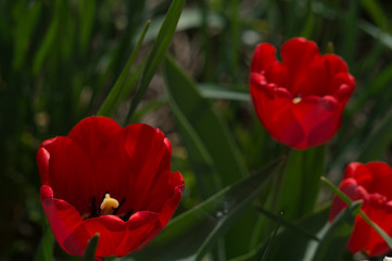 Flower of red tulip closeup on blurred background