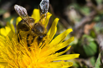 Fluffy bee in macro on a yellow dandelion