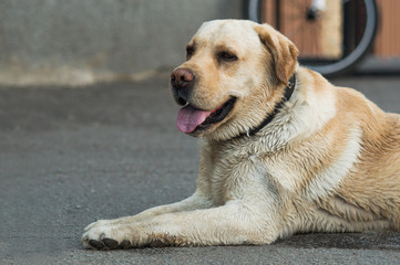 Naklejka na ściany i meble Labrador retriever lies on the pavement