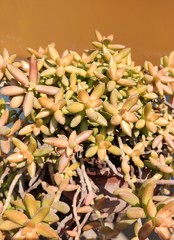 Succulent plant - Sedum lucidum is a hairless perennial succulent shrub to 20 cm high and has distinctive rosettes of very fat, lustrous, green leaves edged in red in bright light.