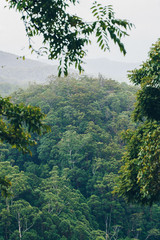 Obraz premium Cream Track Springbrook Gold Coast hinterland