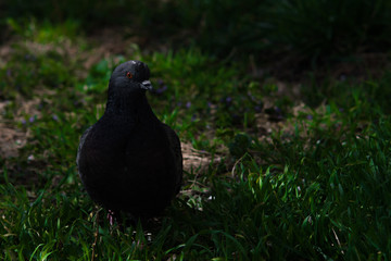 Pigeon closeup in the green grass