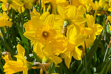 Bright beautiful yellow daffodils.