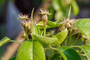 Just Formed Small Pears on Branch Close Up