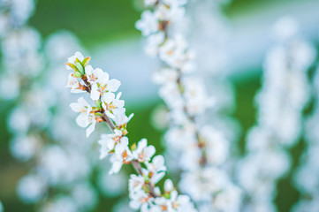 Very beautiful photo of cherry blossoms with a blurred background.