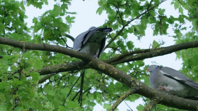 Turtledoves together on the tree branch and one flies away. Red camera Helium 8K shot downscaled to 4K.