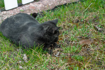 A black cat hunts for a seasonal pest and a peddler of infections and viruses, a mouse.