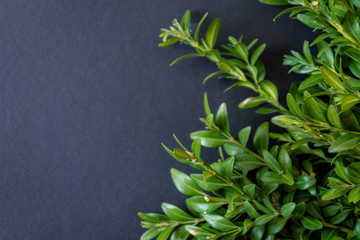 Boxwood branches on the right on a black background, place for text. Flat lay on a dark background