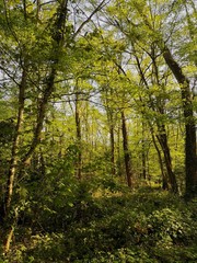 Green Nature