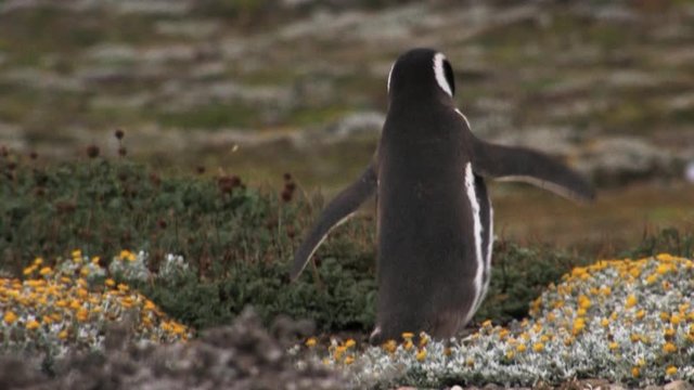 Magellanic penguin runs on grass between flowers towards the sea in Patagonia, Chile