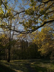 Green Nature