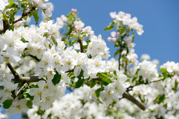 cherry  blossom on the tree in orchard in front of blue sky