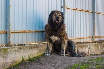 Caucasian shepherd dog sitting near metal fence and guarding a courtyard