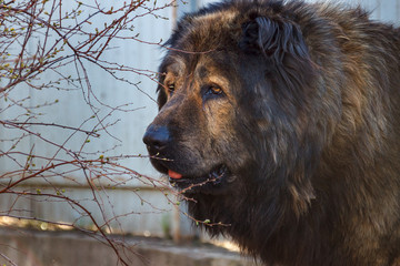 Close up view of a head of caucasian shepherd dog