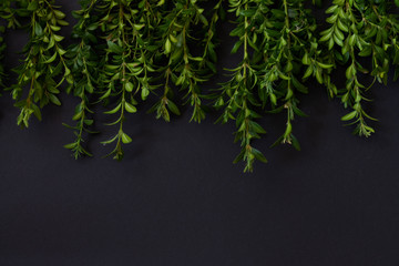 Boxwood twigs laid out on top, place for text, flat lay on a black background