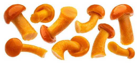 Pickled honey mushrooms isolated on white background