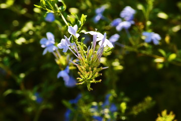Purple and green bright flowers