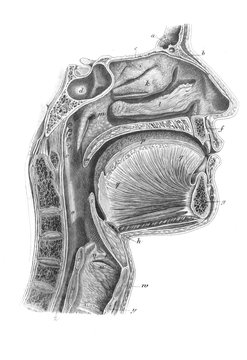 The facial and cervical muscles in profile in the old book The Atlas of Human Anatomy, by K.E. Bock, 1875, St. Petersburg