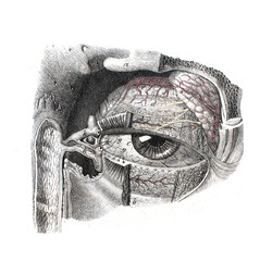 The structure of eye in the old book The Atlas of Human Anatomy, by K.E. Bock, 1875, St. Petersburg