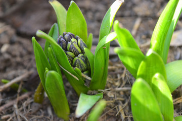 a hyacinth sprout bursting out of the ground