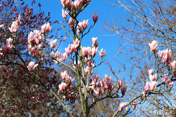 cherry tree in bloom