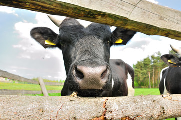 Zdjęcie uwiezionej krowy gospodarczej.