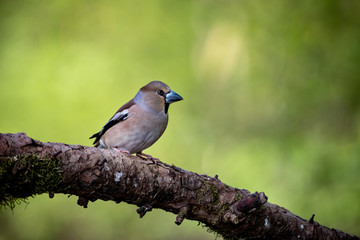 Kernbeisser im frischen Frühlingsgrün - Coccothraustes coccothraustes