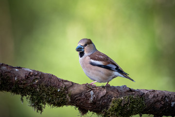 Obraz premium Kernbeisser im frischen Frühlingsgrün - Coccothraustes coccothraustes