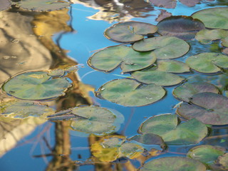 Water lilies in a pond with reflections on the water