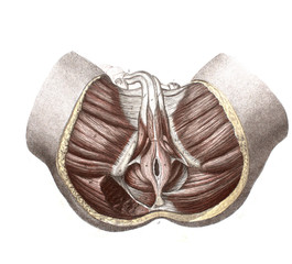 The muscles of the pelvis and sacrum in the old book The Atlas of Human Anatomy, by K.E. Bock,...