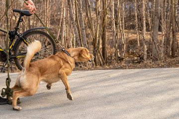 Aggressive angry dog ​​on a leash. The dog is ready to attack, but it is being held.