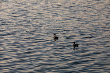 ducks on the lake