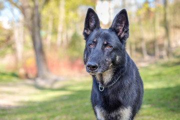 German Shepherd portrait in nature