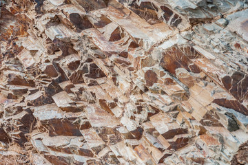 Close up of yellow petrified wood texture