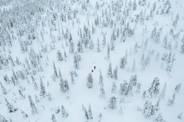 Drone shot of people trekking in a snowy forest in Lapland, Finland