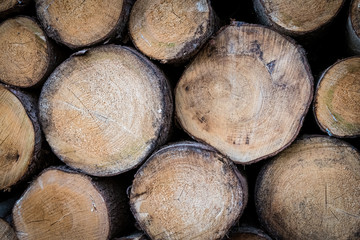 Holzstapel- St&auml;mme