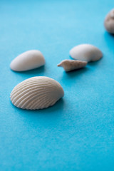 sea shells on a blue background
