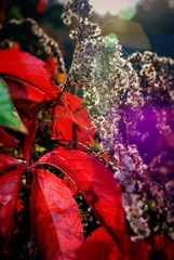 jesienny bukiet liści © Mariusz