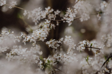 Selective focus photo. Blooming plum tree. Plum tree covered with white flowers. Film filter.
