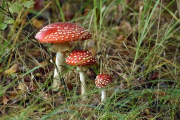 Kolejność.  © ARTUR