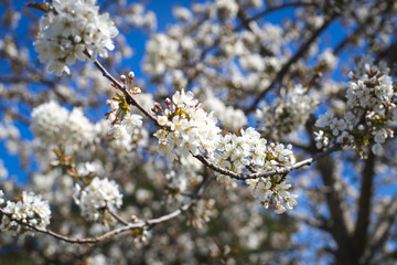 Kirschbl&uuml;te/Cherry Blossom