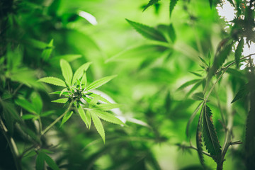 Naklejka premium Growing cannabis indoors, hemp cultivation technique. Growing pot in groutent. Vegetative stage of marijuana growth. Medical marijuana. Background of cannabis leaves. A large amount of marijuana.