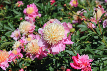 Fototapeta premium Pink japanese peonies in the garden