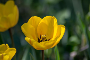 Beautiful spring flower in the garden, yellow colored tulips close-up, stamens, seasonal flora, close-up, springtime season
