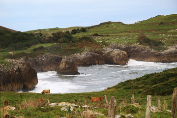 rocky coast of the sea