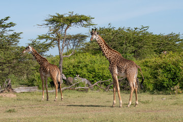 Two giraffes and zebras in the Masai Mara savannah