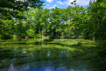 Fototapeta na wymiar Fontainebleau forest landscape, France