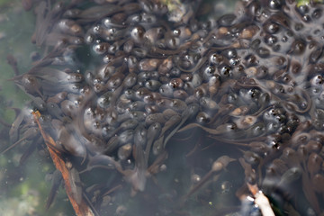 Viele dunkle Kaulquappen unterwasser in wildem Teich