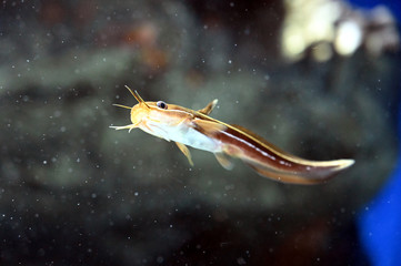 群れからはぐれて一匹で泳ぐ寂しげなゴンズイ