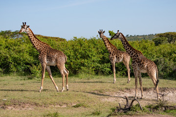 Naklejka na ściany i meble Three giraffes walking in the Masai Mara